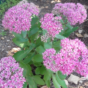 Sedum 'Mr. Goodbud' (017399)