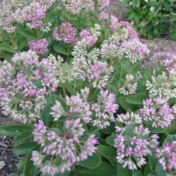 Sedum spectabile 'Carl' (017400)