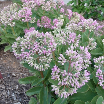 Sedum spectabile 'Carl' (017401)