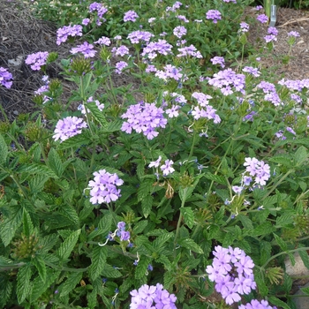 Verbena 'Blue Princess' (017410)