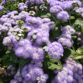 Ageratum houstonianum Patina™ 'Delft' (017413)