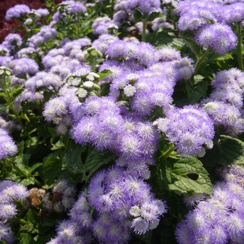 Ageratum houstonianum Patina™ 'Delft' (017415)