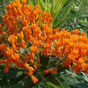 Asclepias tuberosa '' (017419)