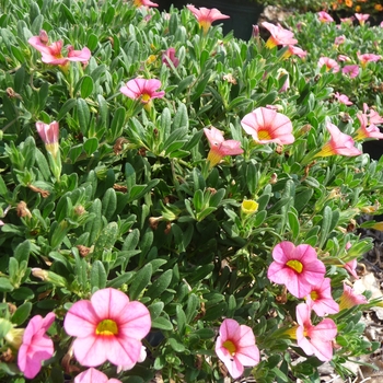 Calibrachoa Callie® '' (017421)