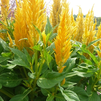 Celosia argentea plumosa 'Fresh Look Yellow' (017431)