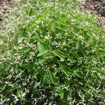 Euphorbia hypericifolia 'Silver Fog' (017438)