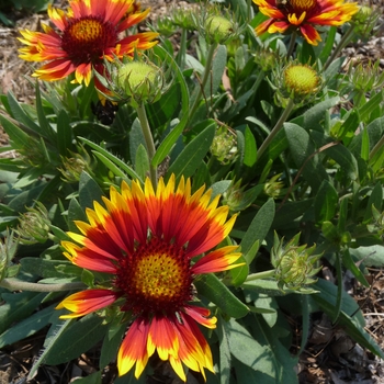 Gaillardia 'Arizona Sun' (017440)