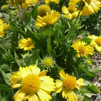 Gaillardia x grandiflora Mesa™ '' (017441)