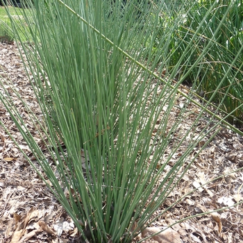 Juncus inflexus ColorGrass® 'Blue Arrows' (017444)