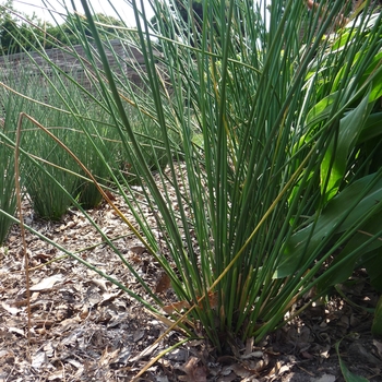 Juncus pallidus ColorGrass® 'Javelin' (017446)