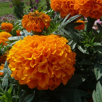 Tagetes erecta Taishan® 'Orange' (017462)