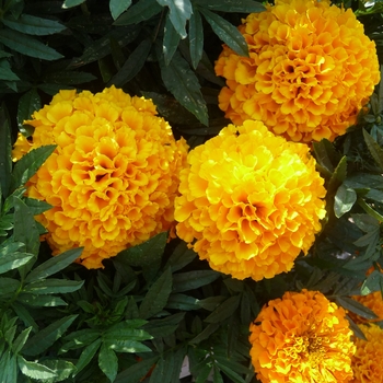 Tagetes erecta Taishan® 'Orange' (017463)