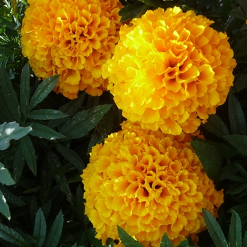 Tagetes erecta Taishan® 'Orange' (017464)