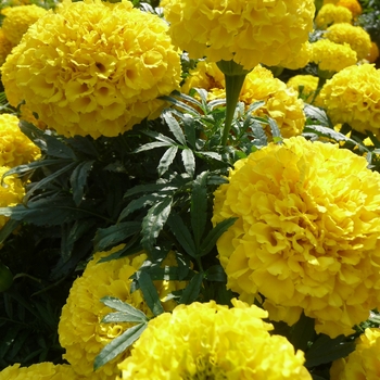 Tagetes erecta Taishan® 'Yellow' (017465)