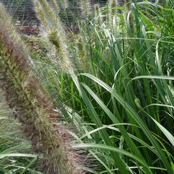 Pennisetum alopecuroides 'Red Head' (017470)