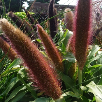 Pennisetum glaucum 'Jade Princess' (017471)