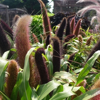 Pennisetum glaucum 'Jade Princess' (017472)