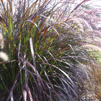 Pennisetum setaceum Graceful Grasses® 'Red Riding Hood' (017474)