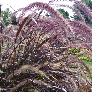 Pennisetum setaceum Graceful Grasses® 'Red Riding Hood' (017475)