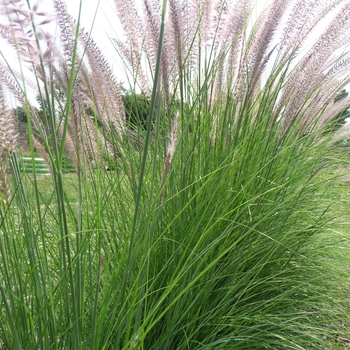 Pennisetum setaceum '' (017477)