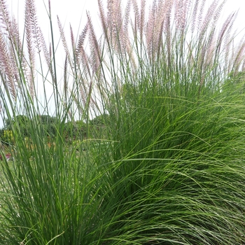 Pennisetum setaceum '' (017479)