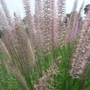 Pennisetum setaceum '' (017480)