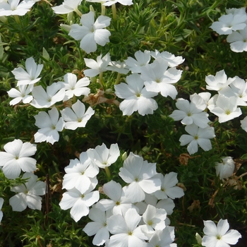 Phlox Intensia® 'White' (017482)