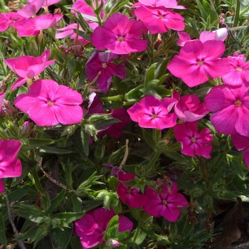 Phlox 'Phloxy Lady Burgundy' (017483)