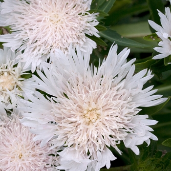 Stokesia laevis 'Silver Moon' (017490)