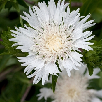 Stokesia laevis 'Alba' (017499)