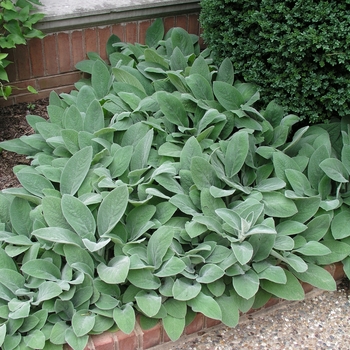 Stachys byzantina 'Helene von Stein' (017512)