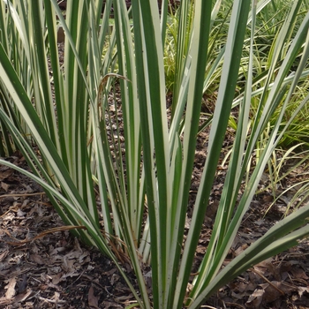 Acorus calamus 'Variegatus' (017524)