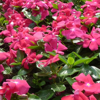 Catharanthus roseus Cora® 'Cascade Cherry' (017530)