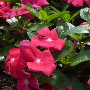 Catharanthus roseus Cora® 'Cascade Cherry' (017531)