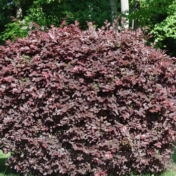 Loropetalum chinense f. rubrum 'Razzle Dazzle' (017540)