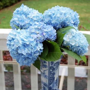 Hydrangea macrophylla 'Big Daddy' (017541)