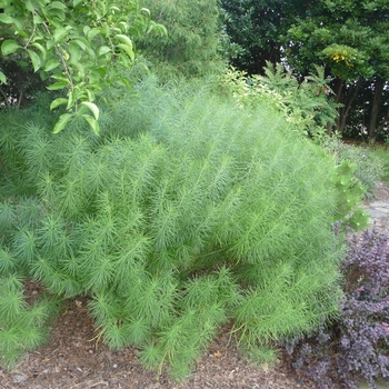 Amsonia hubrichtii '' (017559)