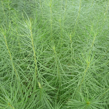 Amsonia hubrichtii '' (017560)