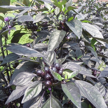 Capsicum annuum 'Black Pearl' (017564)