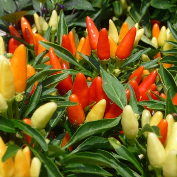 Capsicum annuum 'Explosive Blast' (017565)