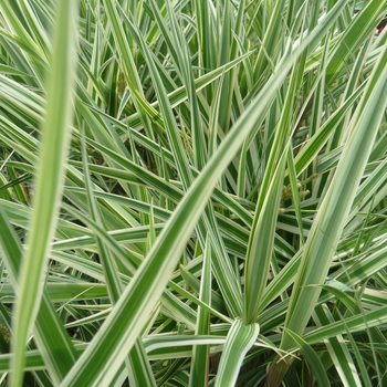 Carex phyllocephela 'Sparkler' (017569)