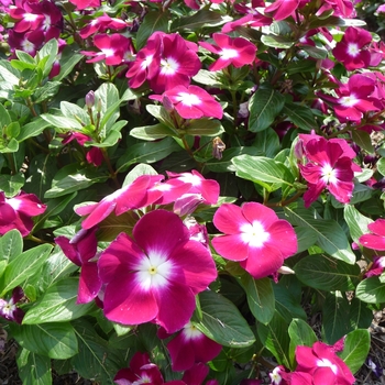 Catharanthus roseus 'Pacifica Burgundy Halo' (017574)