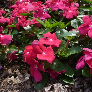 Catharanthus roseus Cora® 'Cascade Cherry' (017576)