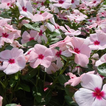 Catharanthus roseus Valiant™ Apricot '' (017577)