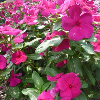 Catharanthus roseus Valiant™ Burgundy '' (017580)