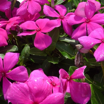 Catharanthus roseus Cora® Cascade '' (017583)