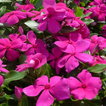 Catharanthus roseus Cora® Cascade '' (017584)