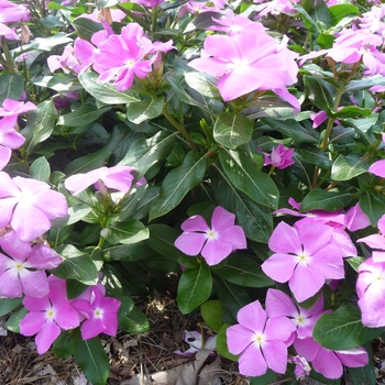 Catharanthus roseus Cora® 'Deep Lavender' (017585)