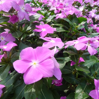 Catharanthus roseus Cora® 'Deep Lavender' (017586)