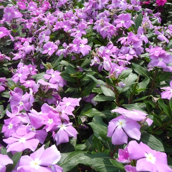 Catharanthus roseus Cora® 'Deep Lavender' (017587)